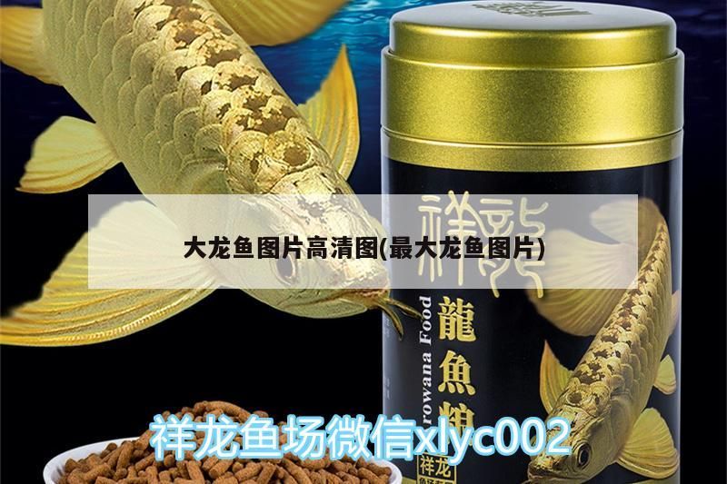 大龍魚圖片高清圖(最大龍魚圖片) 大龍魚圖片高清圖(最大龍魚圖片) 元寶鳳凰魚百科