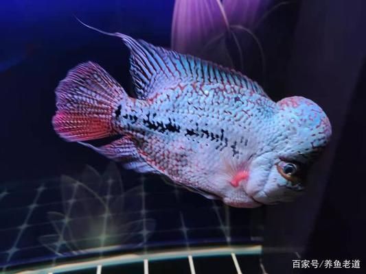 伊罕石英球會影響水質(zhì)嗎（伊罕石英球硬水嗎）