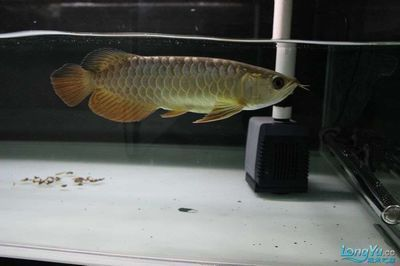 龍魚(yú)得箭蟲(chóng)的表現(xiàn)vs祥龍魚(yú)場(chǎng)：祥龍魚(yú)場(chǎng)寄生蟲(chóng)與箭蟲(chóng)的區(qū)別