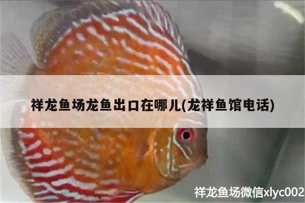 祥龍魚場龍魚出口在哪兒(龍祥魚館電話)
