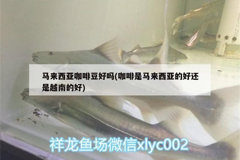 馬來(lái)西亞咖啡豆好嗎(咖啡是馬來(lái)西亞的好還是越南的好)