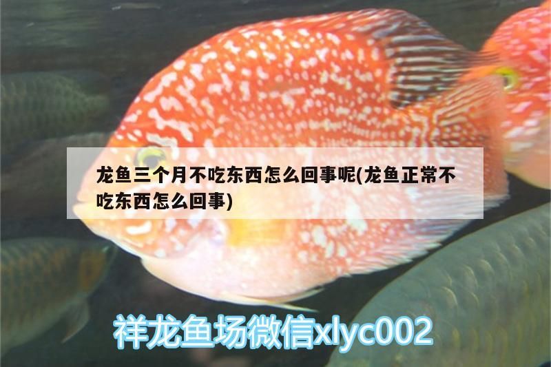 魚缸過濾器選購指南:自制魚缸過濾器魚缸上置過濾器對于養魚愛好者的必備知識 龍魚三個月不吃東西怎么回事呢(龍魚正常不吃東西怎么回事) 觀賞魚百科 龍魚三個月不吃東西怎么回事呢(龍魚正常不吃東西怎么回事) 龍魚三個月不吃東西怎么回事呢(龍魚正常不吃東西怎么回事) 觀賞魚百科