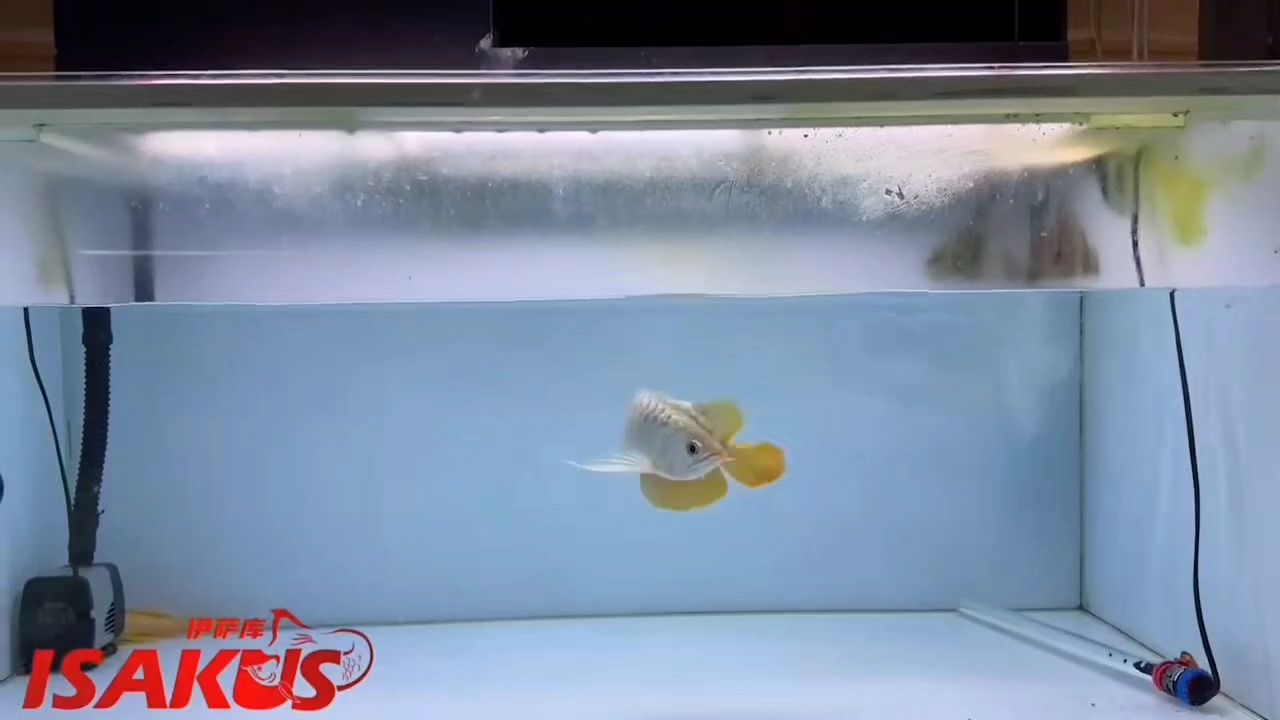 這條紅龍的頭非常圓潤，身板也是非常的板正，成魚的氣勢感也是非常有力量感，后三的力量也是很足，非常值得去培養的一只，不要錯過。 這條紅龍的頭非常圓潤，身板也是非常的板正，成魚的氣勢感也是非常有力量感，后三的力量也是很足，非常值得去培養的一只，不要錯過。 龍魚論壇