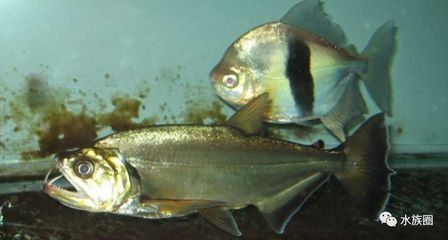 巨暴魚與金龍魚混養(yǎng)注意事項(xiàng)，巨暴魚與金龍魚混養(yǎng)需要注意哪些問題？ 巨暴魚與金龍魚混養(yǎng)注意事項(xiàng)，巨暴魚與金龍魚混養(yǎng)需要注意哪些問題？ 虎魚百科