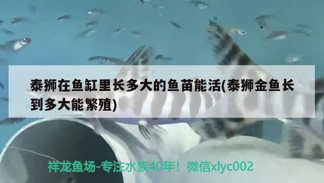 寒亭區(qū)英芳觀賞魚店 寒亭區(qū)英芳觀賞魚店 全國水族館企業(yè)名錄 第2張