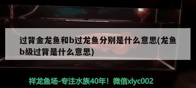 過背金龍魚和b過龍魚分別是什么意思(龍魚b級過背是什么意思)