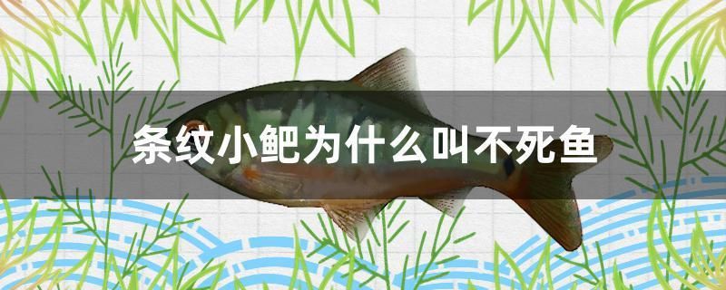 扶余市水木源花卉水族店 扶余市水木源花卉水族店 全國水族館企業(yè)名錄 第2張