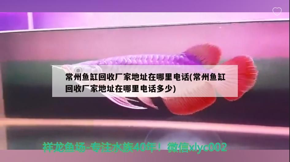常州魚缸回收廠家地址在哪里電話(常州魚缸回收廠家地址在哪里電話多少) 常州魚缸回收廠家地址在哪里電話(常州魚缸回收廠家地址在哪里電話多少) 元寶鳳凰魚百科
