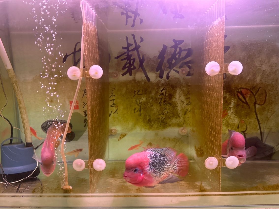 大化龍魚養(yǎng)殖有哪些常見誤區(qū)，大化龍魚養(yǎng)殖中常見的幾大誤區(qū)