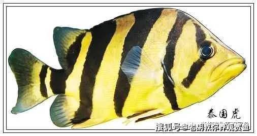 虎魚凸眼白蒙：如何治療虎魚凸眼白蒙