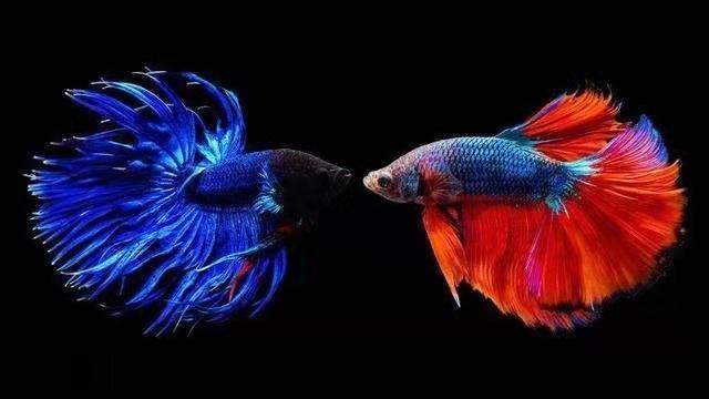 觀賞魚斗魚可以養幾條嗎(斗魚的飼養技巧) 創寧水族 第1張 觀賞魚斗魚可以養幾條嗎(斗魚的飼養技巧) 觀賞魚斗魚可以養幾條嗎(斗魚的飼養技巧) 創寧水族 第1張