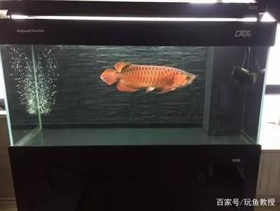 紅龍魚(yú)要多大的魚(yú)缸養(yǎng) 紅龍魚(yú)要多大的魚(yú)缸養(yǎng) 紅龍魚(yú)百科 第3張