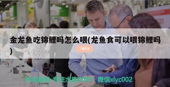 金龍魚吃錦鯉嗎怎么喂(龍魚食可以喂錦鯉嗎)