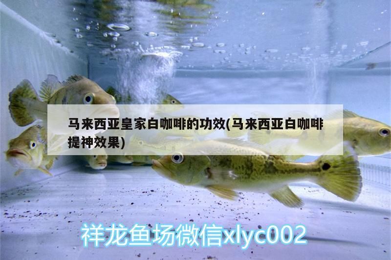 馬來西亞皇家白咖啡的功效(馬來西亞白咖啡提神效果)