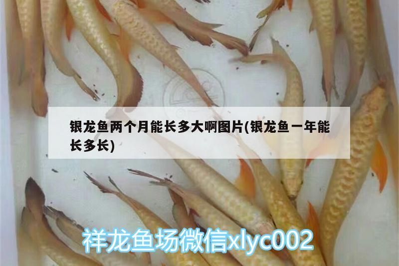 銀龍魚(yú)兩個(gè)月能長(zhǎng)多大啊圖片(銀龍魚(yú)一年能長(zhǎng)多長(zhǎng))