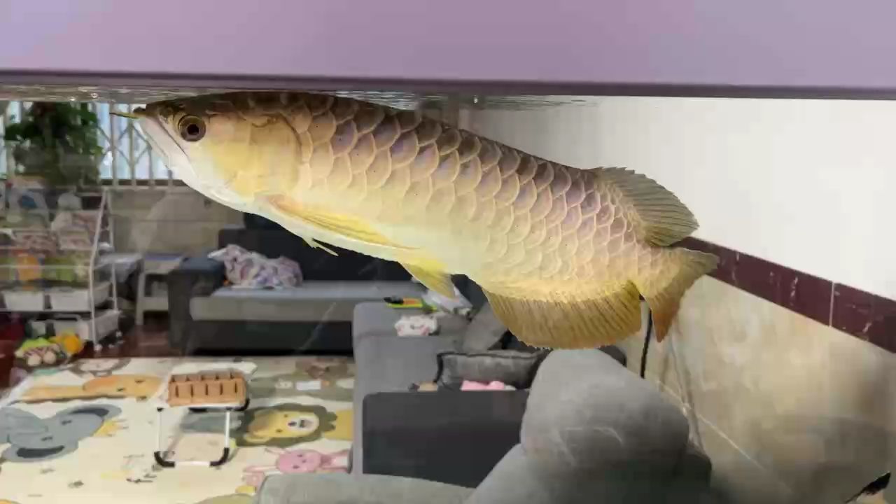 龍魚游姿停頓，掉尾是怎么回事？