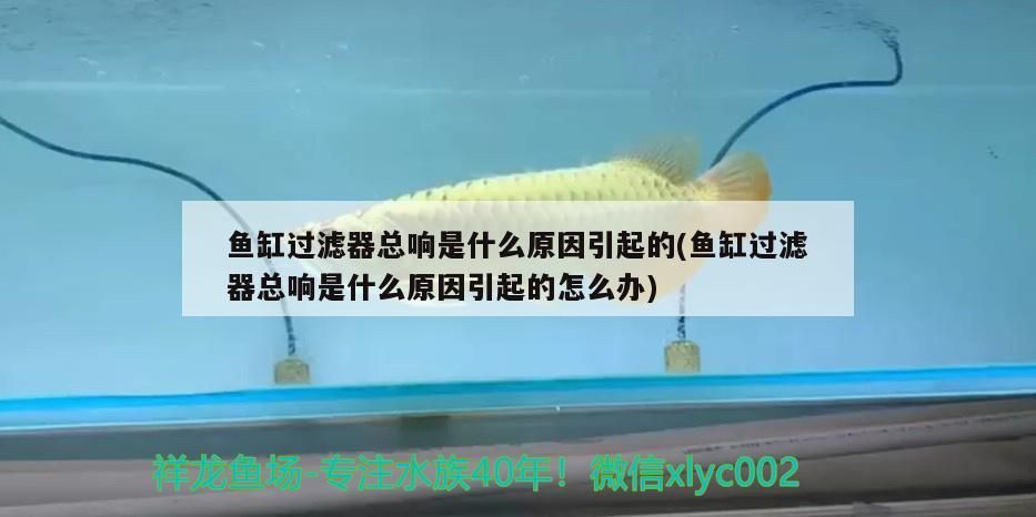 魚缸過濾器總響是什么原因引起的(魚缸過濾器總響是什么原因引起的怎么辦) 魚缸過濾器總響是什么原因引起的(魚缸過濾器總響是什么原因引起的怎么辦) 黃金貓魚百科