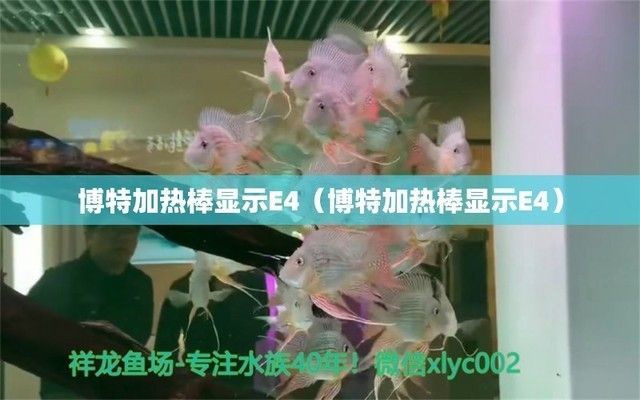 魚缸加熱棒顯示e4老是閃:魚缸加熱棒顯示e4故障解析 魚缸百科 第4張 魚缸加熱棒顯示e4老是閃:魚缸加熱棒顯示e4故障解析 魚缸加熱棒顯示e4老是閃:魚缸加熱棒顯示e4故障解析 魚缸百科 第4張