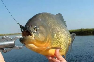 虎魚喂泥鰍要怎么處理才能吃：虎魚喂泥鰍怎么處理 虎魚喂泥鰍要怎么處理才能吃：虎魚喂泥鰍怎么處理 虎魚百科 第2張