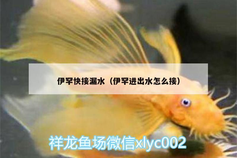 伊罕快接漏水(伊罕進出水怎么接) 伊罕水族 第1張 伊罕快接漏水(伊罕進出水怎么接) 伊罕快接漏水(伊罕進出水怎么接) 伊罕水族 第1張