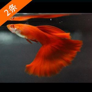 觀賞魚紅眼怎么回事啊（觀賞魚紅眼怎么辦） 觀賞魚紅眼怎么回事啊（觀賞魚紅眼怎么辦） 馬印水族 第4張