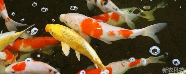 西安魚缸回收公司地址在哪里啊（西安魚缸回收公司地址在哪里啊電話） 西安魚缸回收公司地址在哪里啊（西安魚缸回收公司地址在哪里啊電話） 元寶鳳凰魚百科