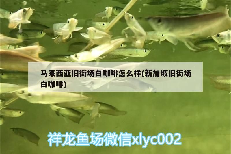 馬來西亞舊街場白咖啡怎么樣(新加坡舊街場白咖啡) 馬來西亞舊街場白咖啡怎么樣(新加坡舊街場白咖啡) 馬來西亞咖啡