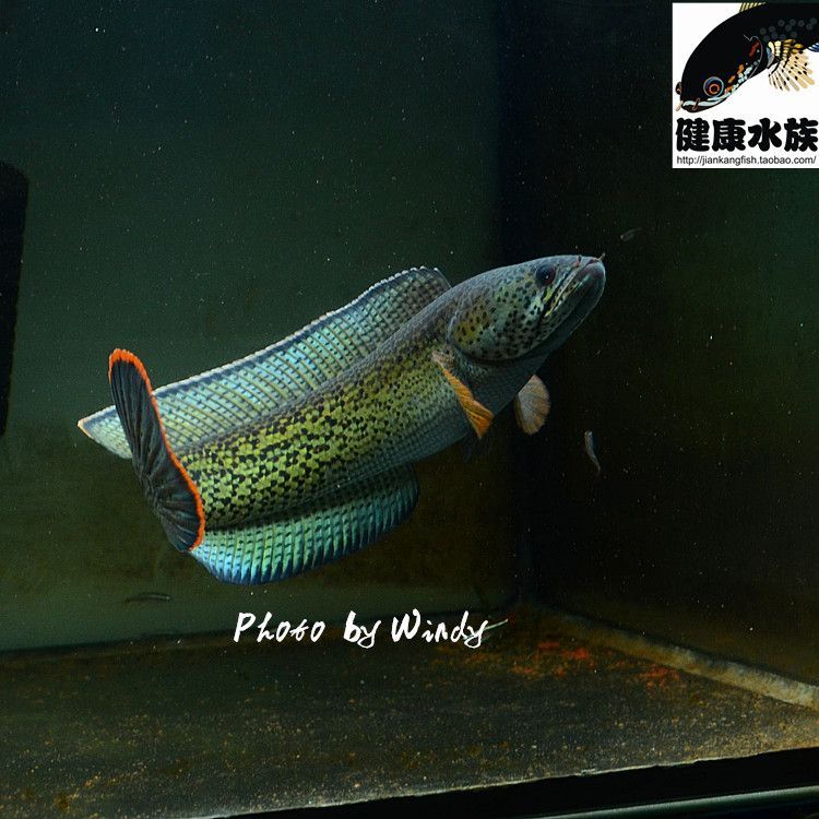 龍魚不愛動不吃東西怎么辦呢吃什么藥