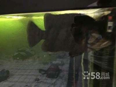 黑缸養(yǎng)虎魚視頻：黑缸養(yǎng)虎魚的相關(guān)視頻