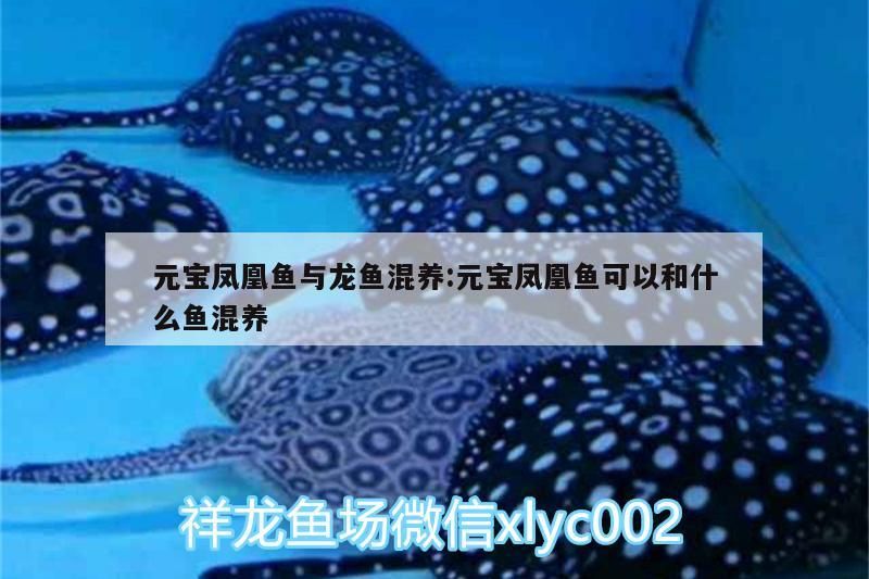元寶鳳凰魚與龍魚混養:元寶鳳凰魚可以和什么魚混養 元寶鳳凰魚與龍魚混養:元寶鳳凰魚可以和什么魚混養 元寶鳳凰魚百科