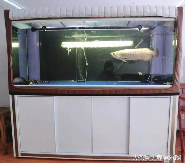 魟魚進缸多久算穩(wěn)定：關(guān)于魟魚進缸多久算穩(wěn)定