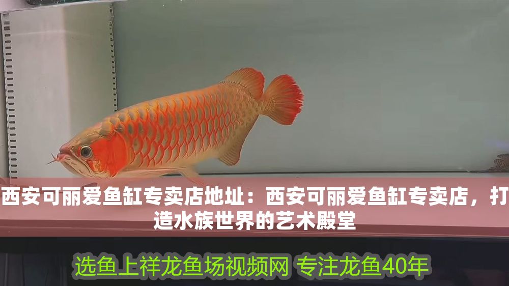 西安可麗愛魚缸專賣店地址：西安可麗愛魚缸專賣店，打造水族世界的藝術殿堂 西安可麗愛魚缸專賣店地址：西安可麗愛魚缸專賣店，打造水族世界的藝術殿堂 iwish愛唯希品牌魚缸 第1張