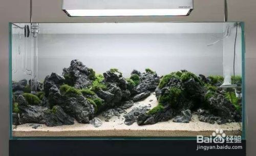 40cm的魚缸怎么造景：為一個40cm的魚缸進行造景時 40cm的魚缸怎么造景：為一個40cm的魚缸進行造景時 魚缸百科 第1張