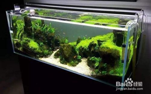 40cm的魚缸怎么造景：為一個40cm的魚缸進行造景時 40cm的魚缸怎么造景：為一個40cm的魚缸進行造景時 魚缸百科 第2張