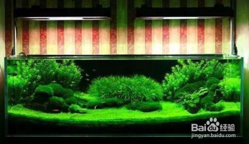 40cm的魚缸怎么造景：為一個40cm的魚缸進行造景時 40cm的魚缸怎么造景：為一個40cm的魚缸進行造景時 魚缸百科 第3張
