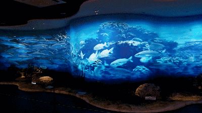 水族館主題動態屏保:水族館動態屏保的優勢 水族館百科(水族館加盟) 第2張 水族館主題動態屏保:水族館動態屏保的優勢 水族館主題動態屏保:水族館動態屏保的優勢 水族館百科(水族館加盟) 第2張
