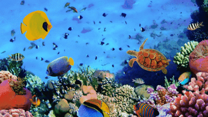 水族館主題動態屏保:水族館動態屏保的優勢 水族館百科(水族館加盟) 第3張 水族館主題動態屏保:水族館動態屏保的優勢 水族館主題動態屏保:水族館動態屏保的優勢 水族館百科(水族館加盟) 第3張