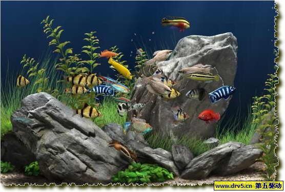 水族館主題動態屏保:水族館動態屏保的優勢 水族館百科(水族館加盟) 第4張 水族館主題動態屏保:水族館動態屏保的優勢 水族館主題動態屏保:水族館動態屏保的優勢 水族館百科(水族館加盟) 第4張