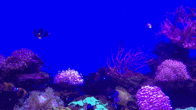 水族館主題動態屏保:水族館動態屏保的優勢 水族館百科(水族館加盟) 第5張 水族館主題動態屏保:水族館動態屏保的優勢 水族館主題動態屏保:水族館動態屏保的優勢 水族館百科(水族館加盟) 第5張