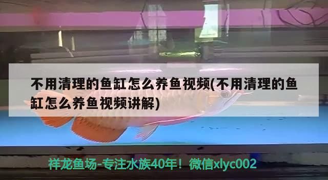 什么魚(yú)能和龍魚(yú)、虎魚(yú)混養(yǎng)(龍魚(yú)能和虎魚(yú)混養(yǎng)嗎) 不用清理的魚(yú)缸怎么養(yǎng)魚(yú)視頻(不用清理的魚(yú)缸怎么養(yǎng)魚(yú)視頻講解) 元寶鳳凰魚(yú)百科 不用清理的魚(yú)缸怎么養(yǎng)魚(yú)視頻(不用清理的魚(yú)缸怎么養(yǎng)魚(yú)視頻講解) 不用清理的魚(yú)缸怎么養(yǎng)魚(yú)視頻(不用清理的魚(yú)缸怎么養(yǎng)魚(yú)視頻講解) 元寶鳳凰魚(yú)百科