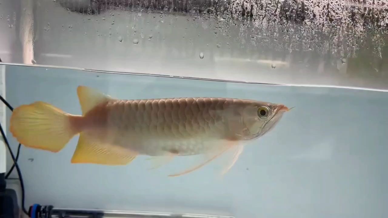 鈍頭緊湊個體，大扇尾表現
