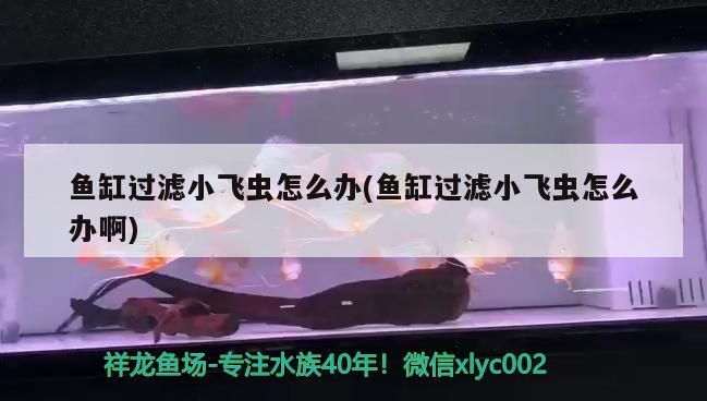 魚缸過濾小飛蟲怎么辦(魚缸過濾小飛蟲怎么辦啊)