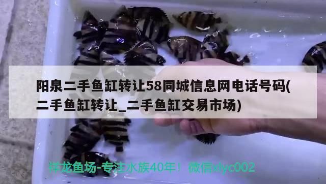 陽(yáng)泉二手魚缸轉(zhuǎn)讓58同城信息網(wǎng)電話號(hào)碼(二手魚缸轉(zhuǎn)讓_二手魚缸交易市場(chǎng)) 陽(yáng)泉二手魚缸轉(zhuǎn)讓58同城信息網(wǎng)電話號(hào)碼(二手魚缸轉(zhuǎn)讓_二手魚缸交易市場(chǎng)) 可麗愛(ài)魚缸