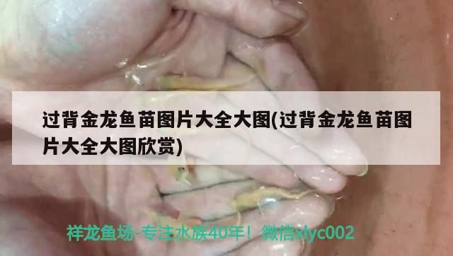 過背金龍魚苗圖片大全大圖(過背金龍魚苗圖片大全大圖欣賞)