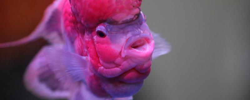 羅漢魚頭撞破了怎么辦怎么預防頭撞破