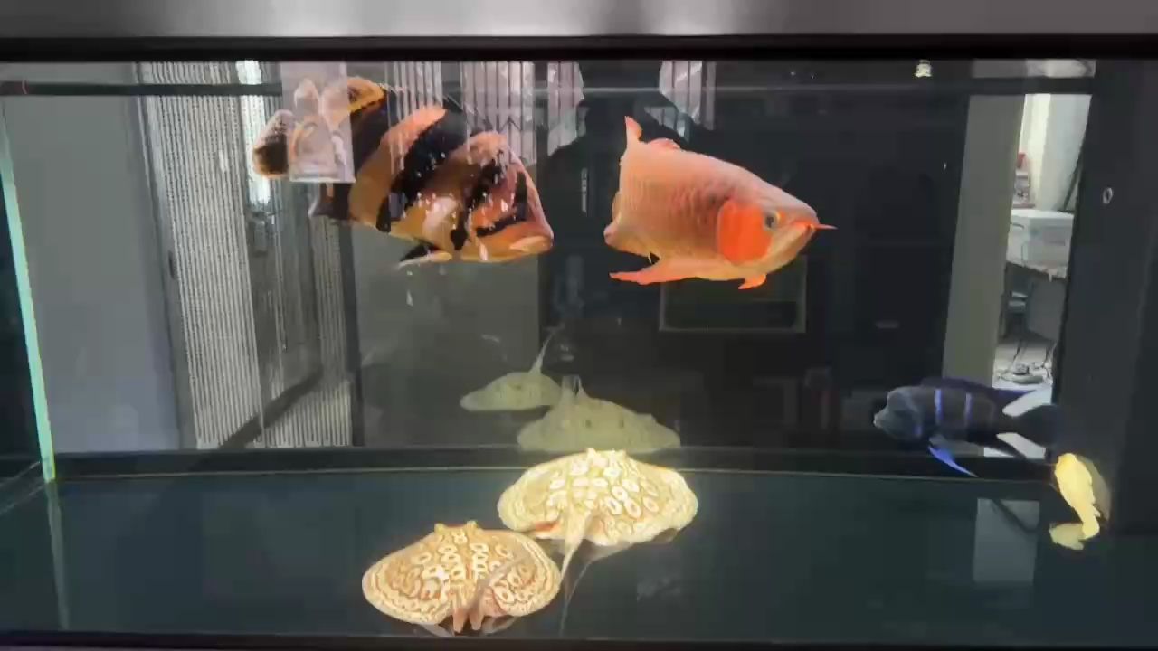 給大魚缸換水的作文:體驗給大魚缸換水的樂趣:體驗給大魚缸換水:給大魚缸換水的作文 特寫 龍魚論壇 特寫 特寫 龍魚論壇