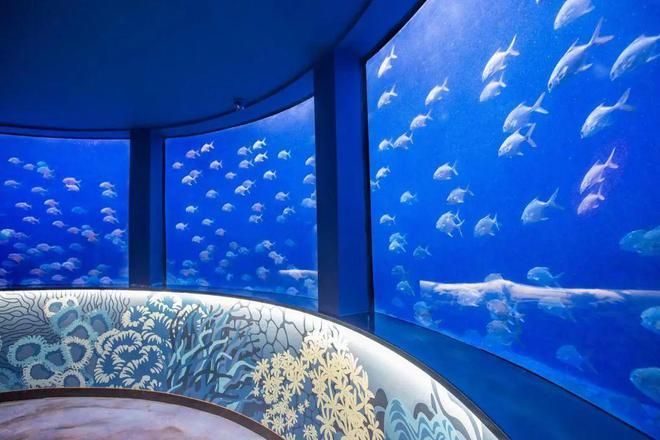 水族館里有什么東西（水族館是一個展示多種海洋生物的場所） 水族館里有什么東西（水族館是一個展示多種海洋生物的場所） 水族館百科（水族館加盟） 第5張
