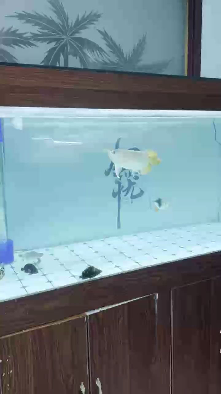 龍魚干蝦有營養(yǎng)嗎 為何龍巔發(fā)的視頻都是這個白次溜子的顏色的 龍魚論壇 為何龍巔發(fā)的視頻都是這個白次溜子的顏色的 為何龍巔發(fā)的視頻都是這個白次溜子的顏色的 龍魚論壇