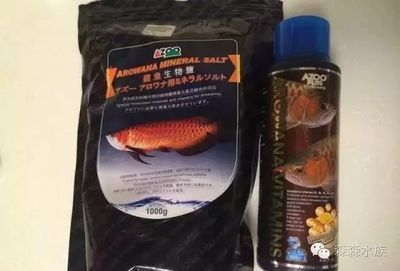 如何自制紅龍魚維生素補充劑：紅龍魚日常營養需求指南：紅龍魚維生素補充劑的方法