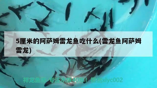 黃公龍魚營養價值：血紅金龍魚1000萬